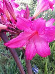 Amaryllis Family Amaryllidaceae Subfamily Amaryllidoideae Genus Amaryllis C Copyright Sharon L Grace All Rights Reserved Amaryllis Easter Lily Flowers