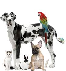 Check spelling or type a new query. Pet Relocation Services Full Service Pet Shipping Services Animals Away