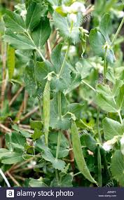 Zuckererbsen Gesunde Pflanze Wachst Im Gemusegarten Stockfotografie Alamy