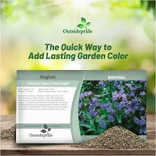 Image result for Anchusa capensis