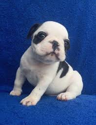 Puppies for sale from dog breeders near denver, colorado. French Bulldog Puppy For Sale In Charleston Sc Adn 72037 On Puppyfinder Com Gender Male Age 7 French Bulldog Puppy Puppies For Sale French Bulldog Puppies