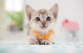 In fact this cat delights in playing well into old age. Singapura Cat History And Characteristics Lovetoknow