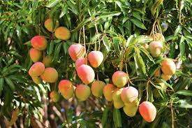 How To Grow A Mango Tree In A Pot Easily Mango Plant Growing Fruit Mango Tree