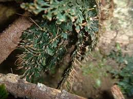 Image result for Abrodictyum