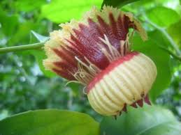 Image result for Napoleonaea angolensis