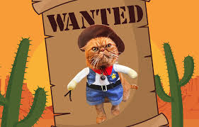 Yewong pet cowboy costume accessories dog cat pet size cowboy hat and bandana scarf west cowboy accessories for puppy kitten party festival and daily wearing set of 2 (coffee) $12.99 $ 12. 7 Cowboy Cat Costumes That Came From The Wild West Suddenly Cat Cute Cat Things For Cute Cat People