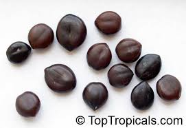 Image result for Cassia abbreviata