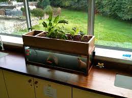 Aquaponics Ecowatch Canada