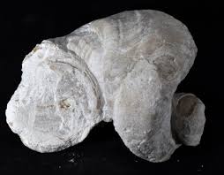 Image result for Requienia