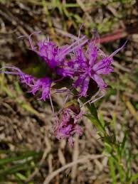 Image result for Indigofera cylindracea
