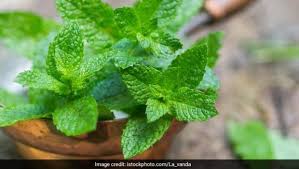 Mint daun jus dengan oatmeal adalah gosok yang sangat baik dan pengelupasan dengan baik. What Is The Difference Between Mint And Peppermint Ndtv Food