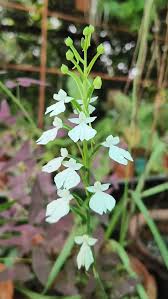 Image result for Habenaria libeniana