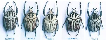 Image result for Culcasia orientalis