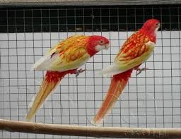 Exotic Bird Eggs For Sale In Usa Rosella Golden Mantle Rubino Birds For Sale Bird Breeds Parrot