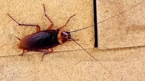 Cockroaches are bugs in pest control. Big Blue Bug Solutions 161 O Connell St Providence Ri 02905 Usa