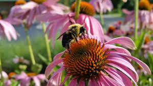 Bees like plants that have flowers because most flowers provide bees with nectar and pollen. The Best Flowers For Bees Old Farmer S Almanac