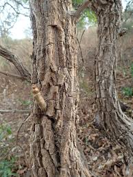 Image result for Dichaetanthera