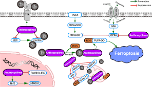 Image result for Ptycholobium contortum