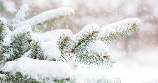 Unlike deciduous trees and shrubs, which lose their leaves in fall and pass the winter with their buds tightly covered, evergreens keep their leaves all winter. Researchers Discover Novel Molecular Mechanism That Enables Conifers To Adapt To Winter University Of Turku