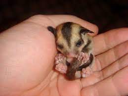 Going on vacation is one of the best experiences — you get to escape responsibilities, see a new place and create new memories. 3 Of The Best Small Exotic Pets To Own Pethelpful