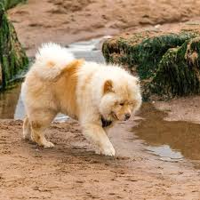 Check spelling or type a new query. Chow Chows Doggear