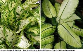 Dieffenbachia seguine, commonly called dumb cane, is a herbaceous plant native from the caribbean and south america that is widely cultivated as an. Dieffenbachia Plant Leopard Lily Care Growing Dumb Cane Plant