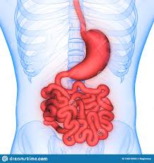 Human Body Organs Digestive System Stomach And Small