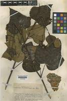 Image result for Azanza lampas