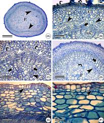 Image result for Ipomoea asarifolia