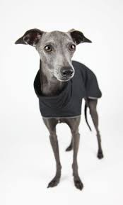 Black And White Greyhound Puppy Jute Sable Www Juteandsable Co Uk Clothing For Italian Greyhounds Made In London Italiangreyhound I Italian Greyhound Clothes Italian Greyhound Greyhound
