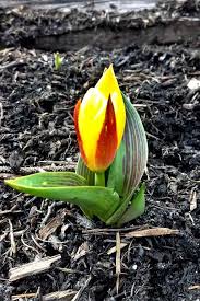 Maybe you would like to learn more about one of these? Tulip Planting Bulbs And Advice On How To Care To Increase Yearly Blooms