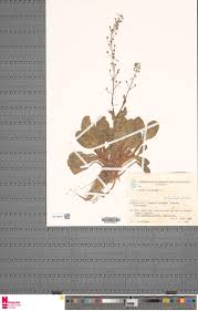 Image result for Callichilia orientalis