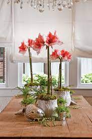 What To Do With Amaryllis Bulbs After They Bloom Amaryllis Bulbs Amaryllis Plant Amaryllis Care