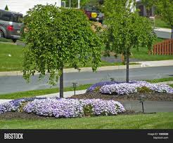 Plantings At Driveway Entrance Front Yard Landscaping Driveway Entrance Landscaping Landscape Trees