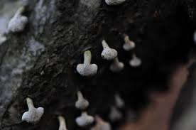 Image result for Porodisculus pendulus