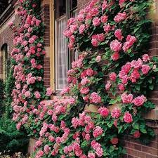 The Best Climbing Roses And When To Plant Them Climbing Roses Rose Seeds Flowers Perennials