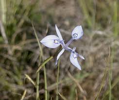 Image result for Moraea stricta