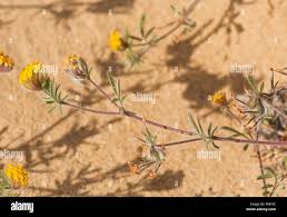 Image result for Crotalaria lotoides