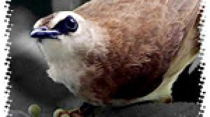 Download suara burung kacer mp3 ⭐masteran gacor, betina dengan berbagai jenis, seperti poci, india, managaskar semua jenis. Perawatan Trucukan Dari Ropel Hingga Nggaruda Om Kicau
