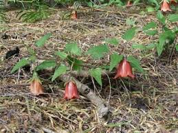 Image result for Canarina