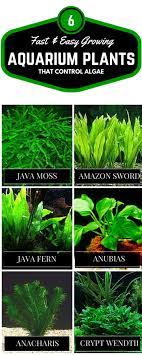 Guide How To Control Algae In Fish Tank Tfcg Aquarium Algae Fish Plants Planted Aquarium
