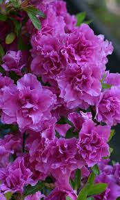 Growing Azaleas Amazing Flowers Types Of Flowers Flowers