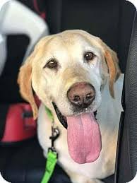 Our mission is to rescue animals from rural and local animal shelters to rehabilitate, shelter, and love them until united with a forever home. Ogden Ut Labrador Retriever Mix Meet Dash A Dog For Adoption Http Www Adoptapet Com Pet 18918496 Ogden Uta Labrador Retriever Pet Adoption Dog Adoption