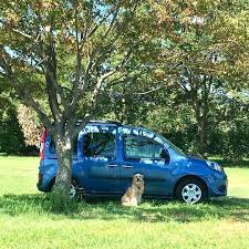 takeo yasudaさんはinstagramを利用しています lucy withkangoo kangoo カングー ゴールデンレトリバー goldenretriever ルノーカングー ゴールデンレトリバー 車