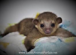 Get inspired by our community of talented artists. Kinkajous For Sale