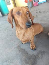 Maybe you would like to learn more about one of these? Pin By Giancarlo De Marchi On I Love Doxies Dachshund Puppy Miniature Dachshund Puppies Cute Dogs