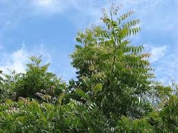 Image result for Azadirachta indica