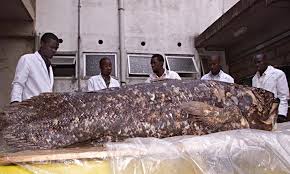 Coelacanths also have a bunch of anatomical features that are associated with early vertebrates. These Dinosaur Era Animals Have Hardly Changed In Millions Of Years