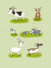 Sep 01, 2018 · 4 types of miniature goats. Cute Cartoon Goat Farm Animals Different Breeds Of Goats Royalty Free Cliparts Vectors And Stock Illustration Image 134107517