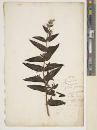 Image result for Kanahia laniflora